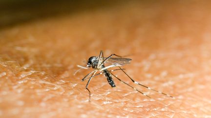 Dengue : la Guadeloupe placée en phase épidémique, les autorités craignent 