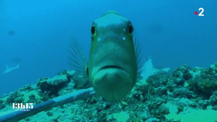 VIDEO. Nouvelle-Calédonie : la technique de l'"ADN environnemental" au secours de la biodiversité sous-marine