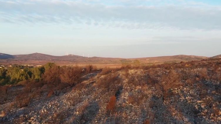 Lutte contre les incendies : le débroussaillage, une protection naturelle contre les feux de forêt