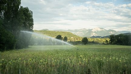 L'arrosage automatique d'un champ un jour de chaleur caniculaire à Die (Drôme), le 22 août 2023. (LAURE BOYER / HANS LUCAS / AFP)