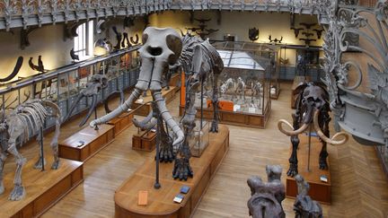 Le mammouth de Durfort a été exposé pour la première fois dans la galerie de paléontologie du Muséum national d'Histoire naturelle, à Paris, il y a 150 ans. Son squelette est au centre sur cette photo datant de 2009. (PATRICK KOVARIK / AFP)