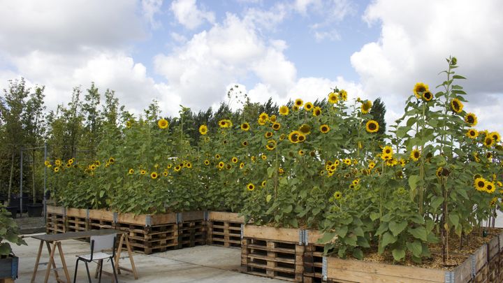 Tournesols de Bouyagui
 (art point m)