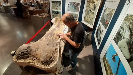 Le fémur de tyriasaure découvert cet été en cours de nettoyage, en public, au Musée d'Angoulême. (Musée d'Angoulême)