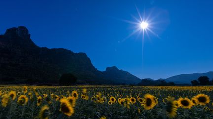 Le tournesol&nbsp;sait suivre le Soleil, sans moteur, sans fil, simplement parce qu’il a gravé dans son ADN,&nbsp;au fur et à mesure de son évolution, une capacité à maximiser son exposition à la lumière en journée, avant de revenir à sa position de départ la nuit.&nbsp; (WC.GI / MOMENT RF / GETTY IMAGES)