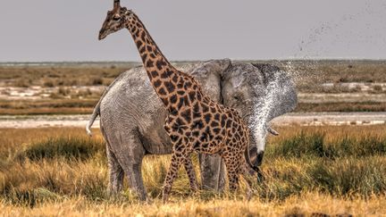 Une girafe est aspergée par un éléphant dans le Etosha National Park en Namibie. Le pachyderme n'apprécie apparemment pas de voir l'animal au long cou passer si près de lui... Photo prise le 21 novembre 2018.&nbsp; (CEZARY FILEW/SOLENT NEWS/SIPA / SOLENT NEWS & PHOTO AGENCY)