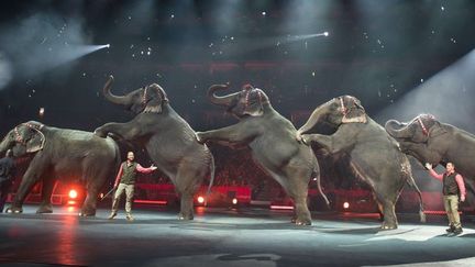 Les numéros d'éléphants faisaient la spécificité du "Ringling Bros. and Barnum and Bailey Circus", ici en 2015.
  (Gary Bogdon/AP/SIPA)