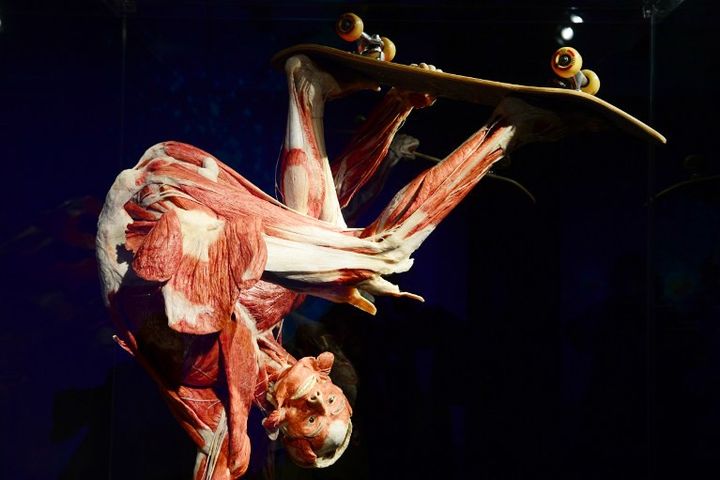 Un cadavre plastiné en position de skateur au Menschen Museum.
 (John MacDougall / AFP)