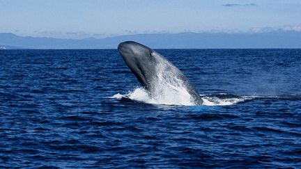 A blue whale (balaenoptera musculus) in Portugal.  (Illustration) (GERARD SOURY / THE IMAGE BANK RF / GETTY IMAGES)