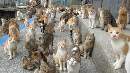 Des chats sur l'île d'Aoshima (Japon), le 7 novembre 2015. (KAZUYUKI ONO / AFP)