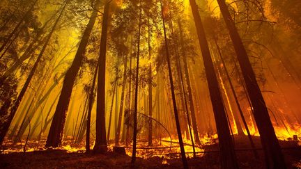 Des arbres s'embrasent dans le c&eacute;l&egrave;bre&nbsp;Tuolumne Family Camp de Berkeley, le 25 ao&ucirc;t 2013 en Californie.&nbsp; ( MAXPPP)