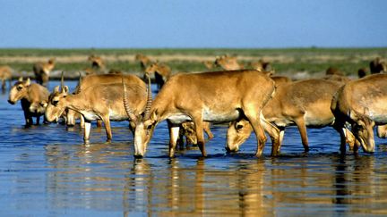 Des antilopes sa&iuml;gas boivent dans un lac, le 18 janvier 2011, au Kazakhstan. (ANATOLY USTINENKO / AFP)