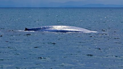 Illustration d'une&nbsp;baleine bleue (KIM WESTERSKOV / GETTY IMAGES)