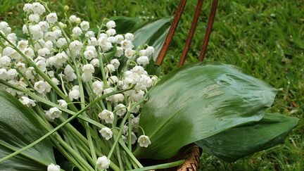 Le muguet peut se replanter, mais attention, c'est une plante toxique.&nbsp; (HMPROUDLOVE / E+ / GETTY IMAGES)