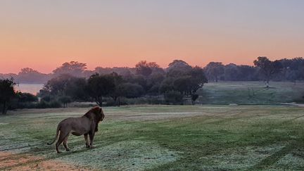 Le parc national Kruger en&nbsp;Afrique du Sud&nbsp; (JEAN ROSSOUW/ MAGNUS NEWS/SIPA)