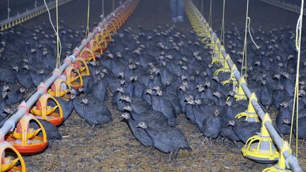 Un élevage de pintades chez un producteur de volailles à Saint Mazan (Lot et Garonne) le 27 novembre 2008. (JEAN-PIERRE MULLER / AFP)