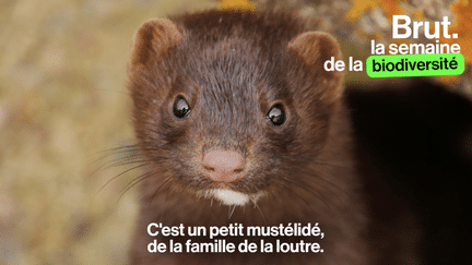 L'ours brun, le vison d'Europe, le pingouin torda… Voici 10 des animaux les plus menacés de France avec Florian Kirchner, chargé de programme Espèces au Comité français de l'UICN.