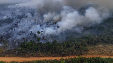 La forêt amazonienne, près de la ville de Labrera, dans le nord du Brésil, le 4 septembre 2024. (MICHAEL DANTAS / AFP)