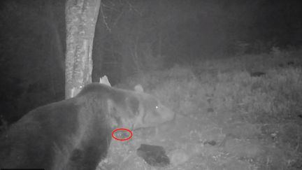 Capture d'écran d'une vidéo montrant un ours effrayé par un rongeur, en octobre 2018.&nbsp; (FERUS)