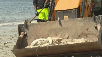 Finistère : pourquoi des dizaines de poissons morts s'échouent-ils sur la plage ? (France 2)