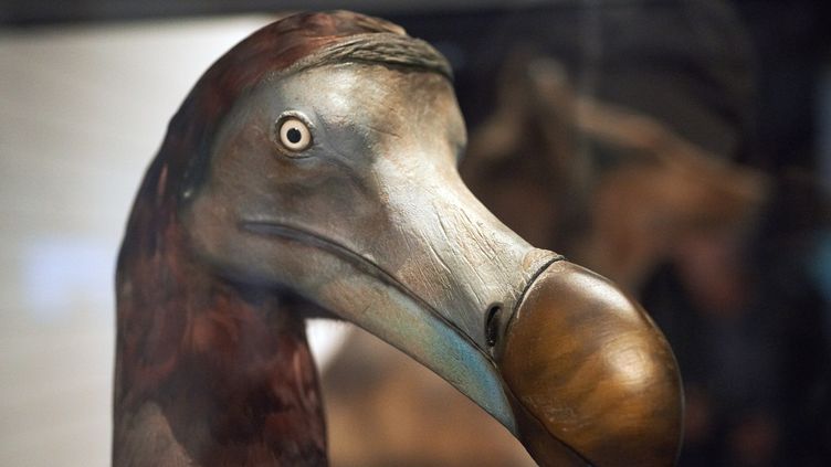 Une start-up américaine tente de redonner vie à un oiseau disparu depuis quatre siècles