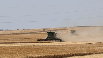 Avec une moisson finalement correcte, le secteur de l'agroalimentaire ukrainien a finalement tenu. Le 14 juin 2022 dans la région d'Odessa. (OLEKSANDR GIMANOV / AFP)