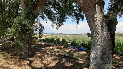 Les champs agricoles de l’Agro Pontino (Italie) où de nombreux Indiens ramassent fruits et légumes, le 28 mai 2020. (BRUCE DE GALZAIN / RADIO FRANCE)