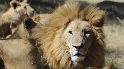 &nbsp; (Un lion africain dans un parc près d'Afrique du sud © Reuters)