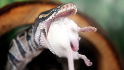 Un python regius avalant une souris, &agrave; Los Angeles (Etats-Unis), le 6 juillet 2011. (GABRIEL BOUYS / AFP)