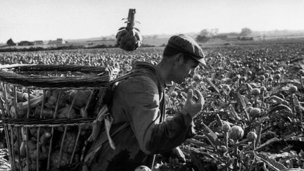 "Récolte des artichauts". Lomic, ouvrier à la ferme d’Yves Keramouel, Saint Pol de Léon. Samedi 2 juin 1973. © Guy le Querrec / Magnum Photos
 (Culturebox / Capture d&#039;écran)