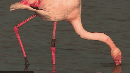 Biodiversité : le parc naturel de Camargue, aire de repos favorite des flamants roses (France 2)