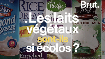 Lait de soja, lait d'avoine, lait d'amande... il y en a un grand rayon. Nous aimons les utiliser à la place du lait de vache mais les laits végétaux sont-ils vraiment écolos ?