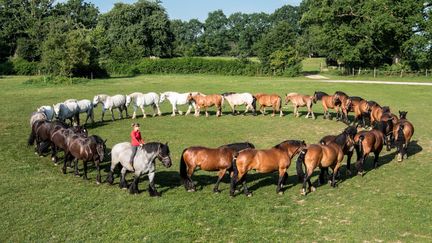 Une ronde de chevaux de trait pour les préparer ensuite au spectacle équestre de La Michaudière. (ALEX / SIXIQUE IMAGE)