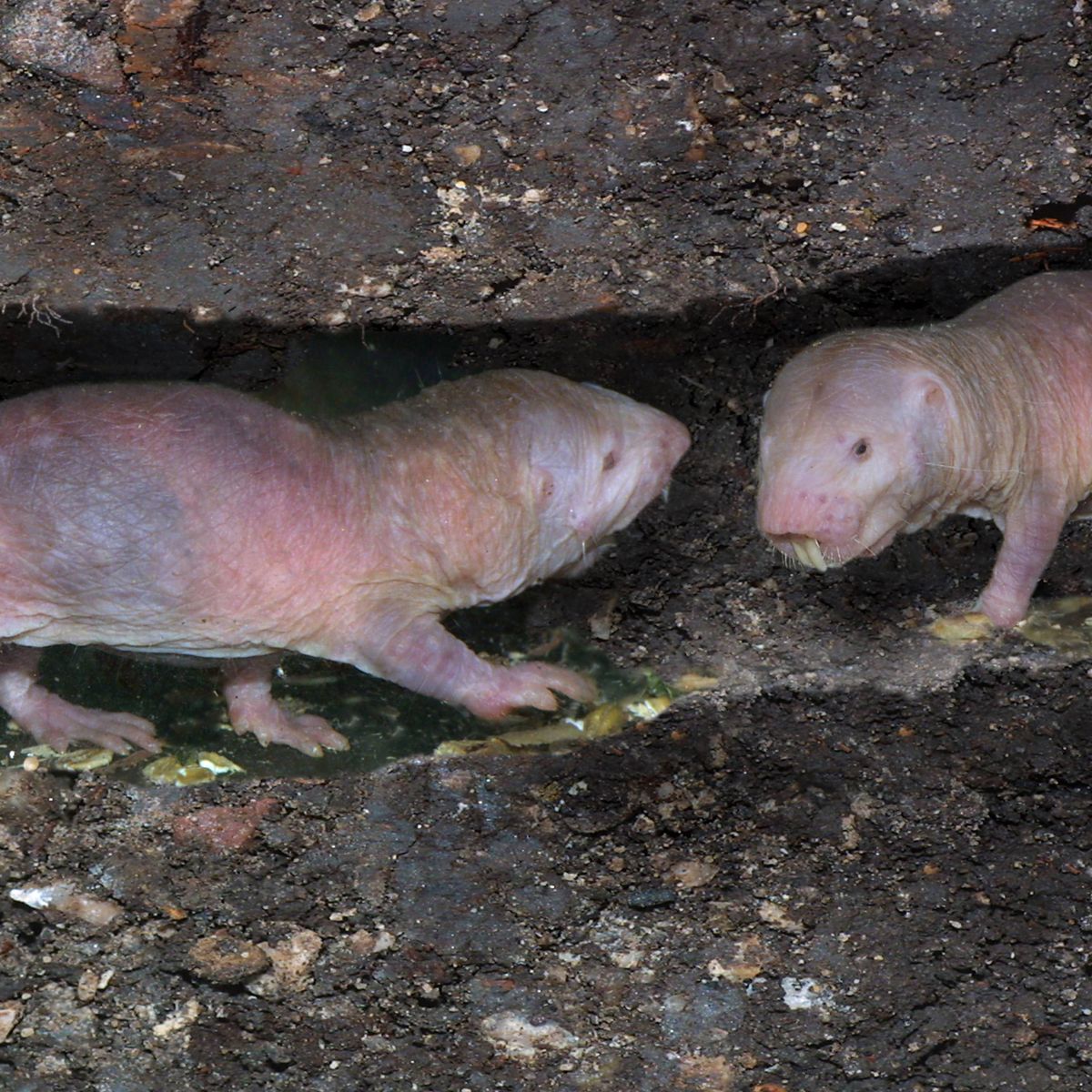 Enigme de la science, le rat-taupe nu détiendrait 