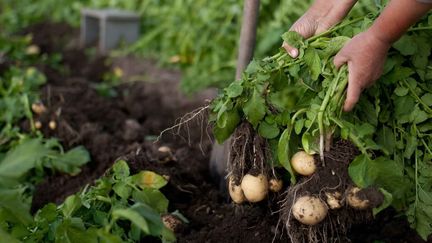 &nbsp; (Récolte de pommes de terre © Fotolia)