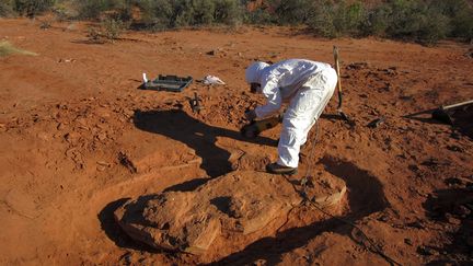 Une équipe de chercheurs a retrouvé en Argentine les restes d'une espèce de dinosaure géant qui a vécu sur Terre il y a plus de 200 millions d'années, le 9 juillet 2018. (HO / AGENCIA CTYS / AFP)