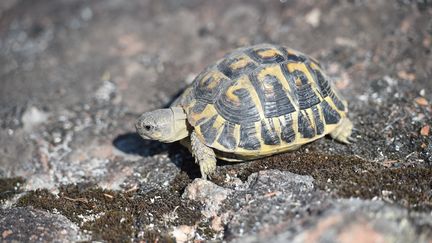 Une tortue d'Hermann rampe sur des rochers moussus, après avoir survécu aux récents incendies de forêt à La Garde-Freinet, dans le Var, dans le sud de la France, le 20 août 2021. (SYLVAIN THOMAS / AFP)