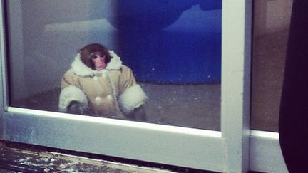 Le macaque rh&eacute;sus a d&eacute;ambul&eacute; dans un magasin Ikea, &agrave; Toronto (Canada), le 9 d&eacute;cembre 2012. (@DZD_LIZA / INSTAGRAM / FRANCETV INFO)