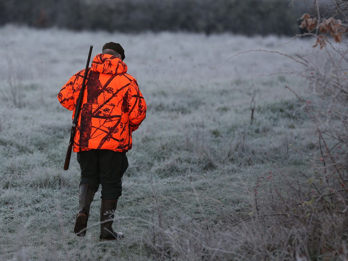 Orne un chasseur tu lors d une battue aux sangliers le