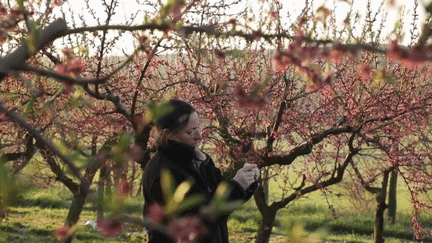 Gel : les arboriculteurs tentent de sauver leurs récoltes (France 2)