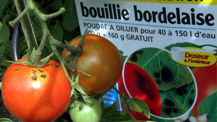 Le traitement préventif à base de bouillie bordelaise permet d'éviter en grande partie les maladies des plantes.&nbsp; (MAXPPP)