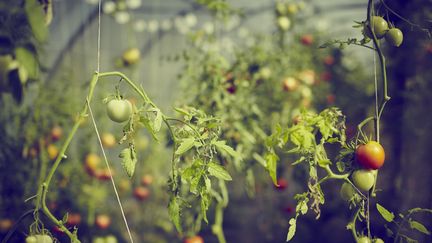 Déchets verts en mode « automne » – 13 Comme Une