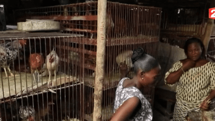 Bénin : le poulet congelé européen concurrence les élevages locaux