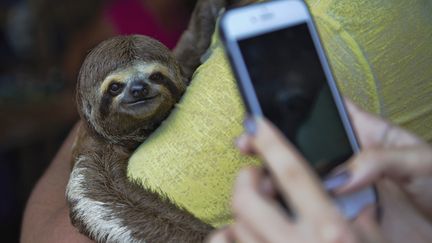 Selon l'organisation écologiste, le nombre de selfies avec des animaux sauvages publiés sur Instagram a augmenté de 292% ces trois dernières années. (WORLD ANIMAL PROTECTION / AFP)