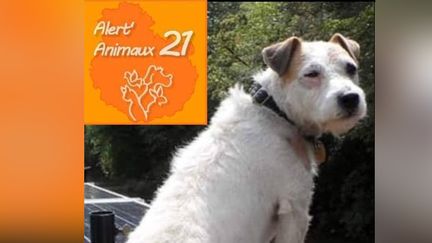 La disparition de Billy avait été signalée sur le gruope Facebook Alert'Animaux 21. (CAPTURE D'ECRAN FACEBOOK)