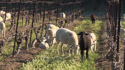 Des moutons employés comme désherbant naturel dans les vignes. (CAPTURE D'ÉCRAN FRANCE 3)