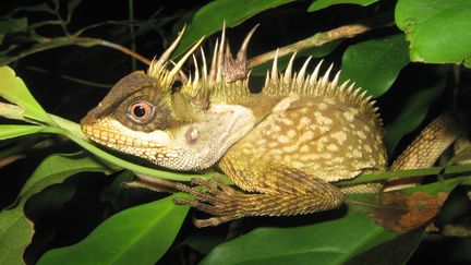 Un specimen de acanthosaura phuketensis, une nouvelle espece de lézard, découverte à Phuket en Thaïlande, photographiée le 15 septembre 2014. (MONTRI SUMONTHA / AFP)