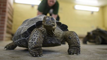 Une tortue géante des Galapagos, le 8 juillet 2020 (photo d'illustration). (ROBERT MICHAEL / DPA-ZENTRALBILD / AFP)