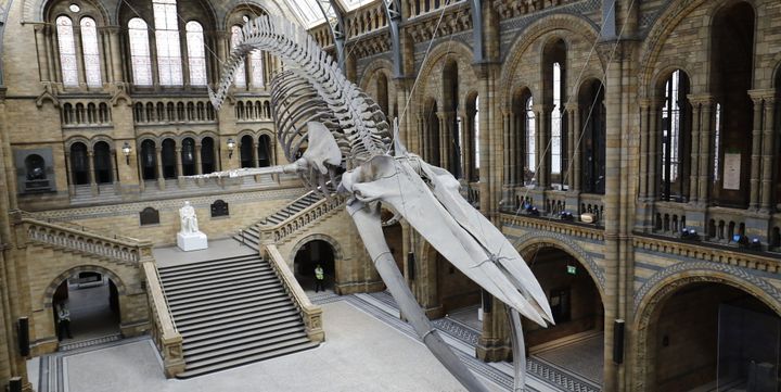 Vue de face du squelette de Hope, une baleine bleue exposée au Musée d'histoire naturelle de Londres
 (Tolga AKMEN / AFP)