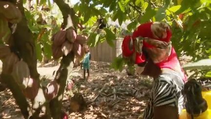 Madagascar : à la découverte de la terre de cacao