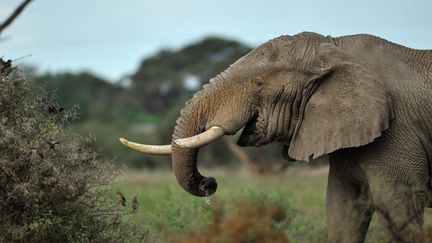 Afrique : l'éléphant, une espèce à sauver d'urgence